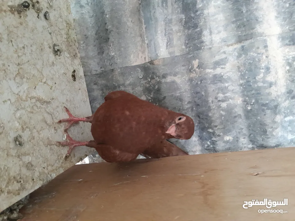 متاح  جواز  حمام الماني  كلو شغال جوز بلوني احمر تحته بيض وطيره مزهوراي حمره مع فرخها  وطيره مسوداي