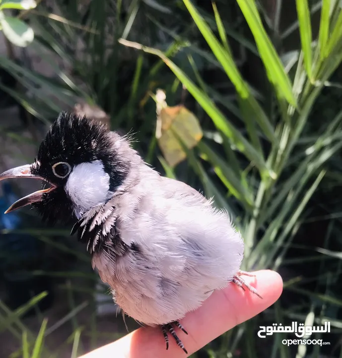 بلبل ربا طينة ..اقرأ الوصف.