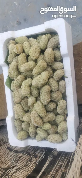 يرجد توت ابيض اسود تركي