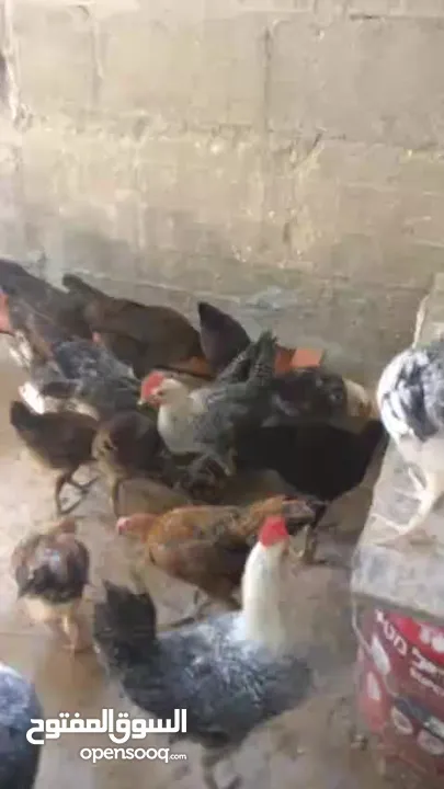 فراخ دجاج بلدي