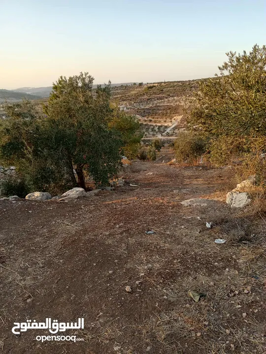 ارض زيتون للبيع