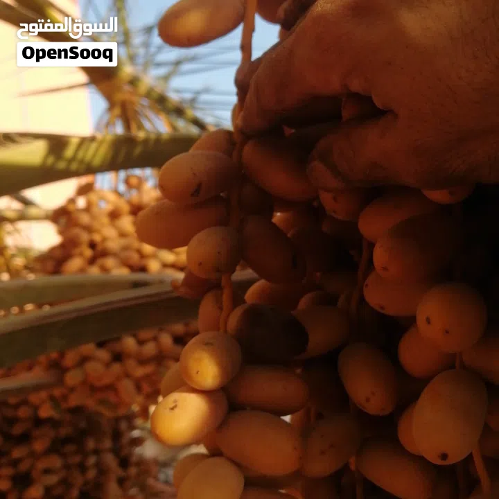 لتنظيف النخيل والواشنتونيا والاهتمام بالحدائق والثمار بكافه انواعها