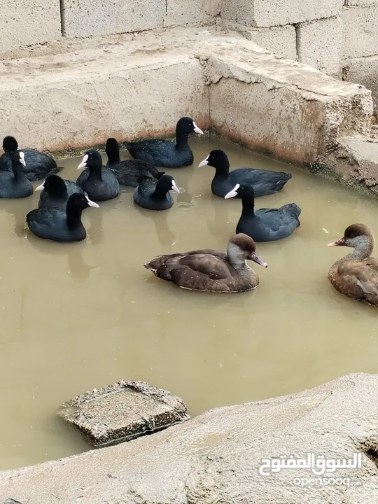 طيور حره مال زينه الفات