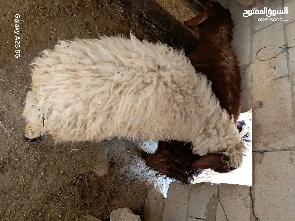 عبوره أسنان اللبن  للبيع  تنفع اضحيه او عقيقه او نذر