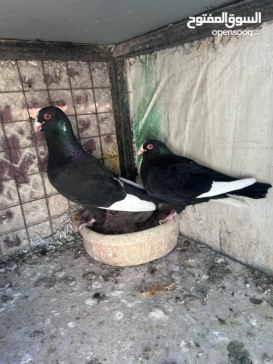 جواز للبيع سعر طري