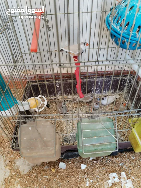 طيور جنة للبيع