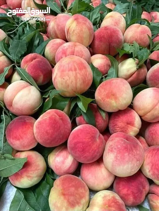 مشاتل المملكة الزراعية لتنسيق الحدائق
