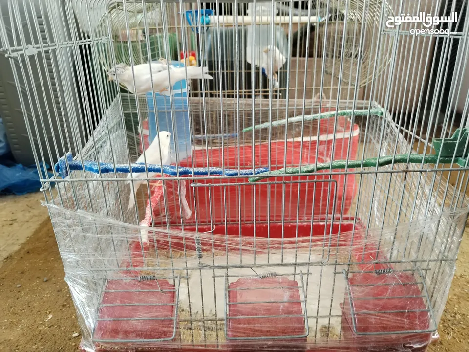 طيور كناري للبيع جواز