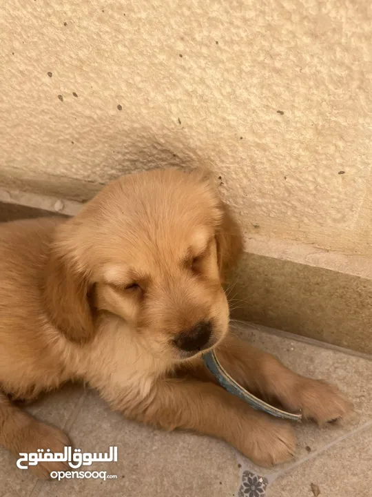 كلب قولدن جهاز مع كل مطاعيم و جواز سفر و مايكرو تشيب ذكر