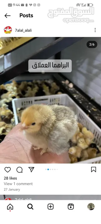 دجاج وبيض عضوي