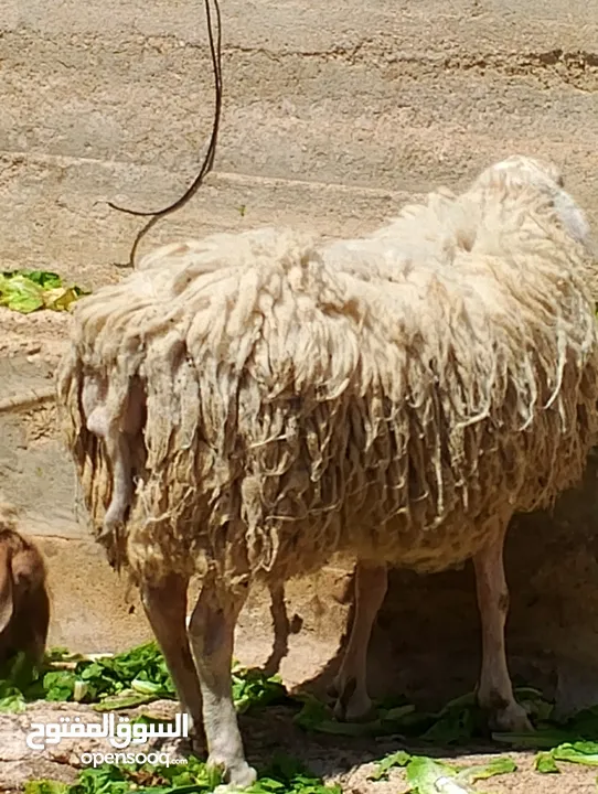 فحل خاروف العساف الفلسطيني