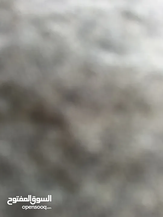 شقه مفروشه للايجار خلف جبري المركزي دخلت الشالاتي
