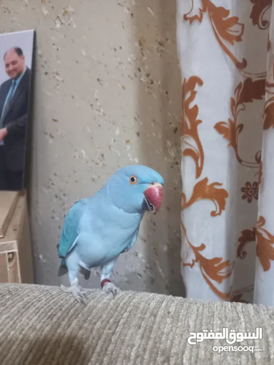 ببغاء درة طفرة محجل غير مروض مع قفصه الكبير المناسب