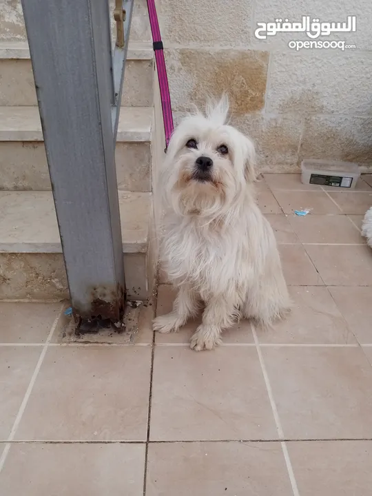 كلب انثى فرنش تيرير French Terrier مع جميع المطاعيم والاغراض