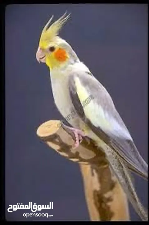 ‏طائر كوكتيل لعوب وأليف جداً
