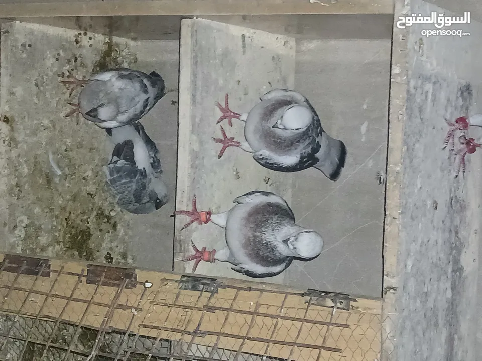 جواز شغاله