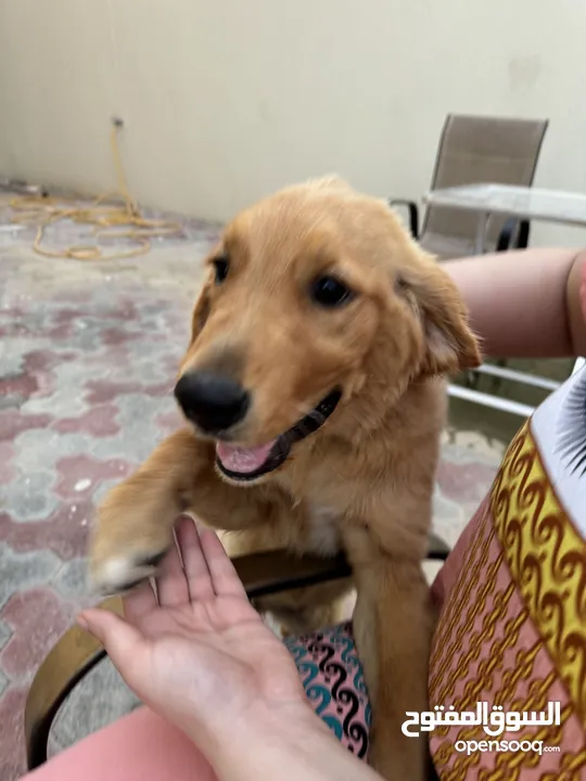 Female Golden Retriever