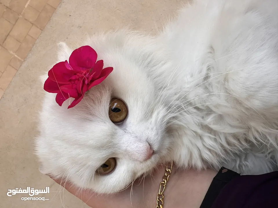 بسه شيرازي للبيع هادية ونضييفة
