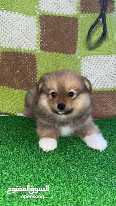 pomeranian pappy 3 months old