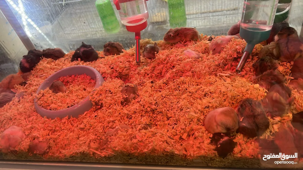 هامستر للبيع