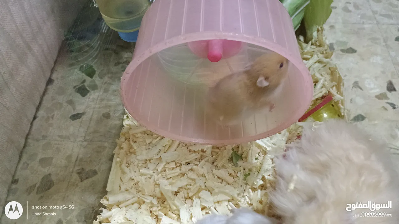 cute Hamsters for sale . very nice and joyful creatures 5 JDs for pair