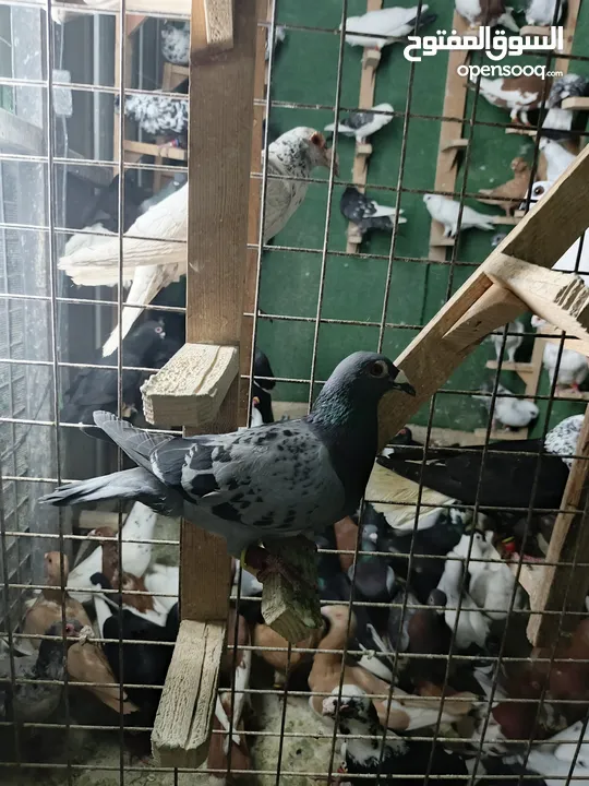 حمام مشكل بسعر حرق