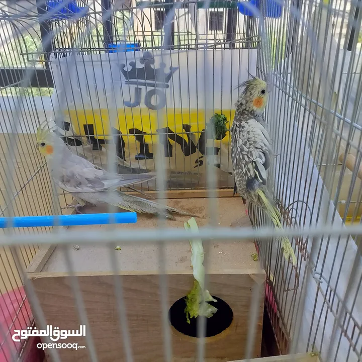 زوج طيور ببغاء كوكتيل