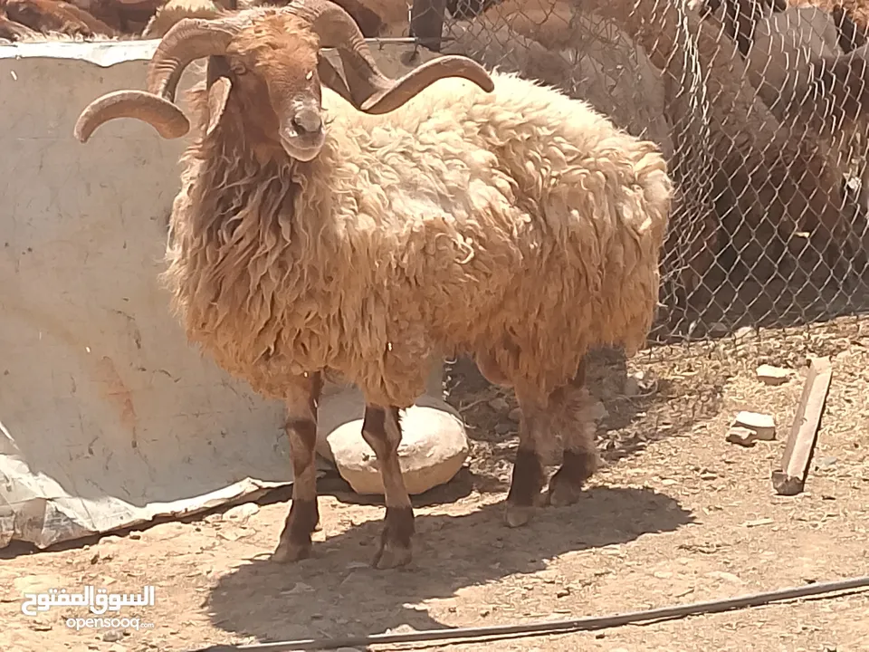 نفس الصور بالضبط أضاحي وعقيقه كبش صحراوي  اوزان من 19 ل30 لحم احجز ضحيتك ذبح أو دون ذبح السعر100ل150