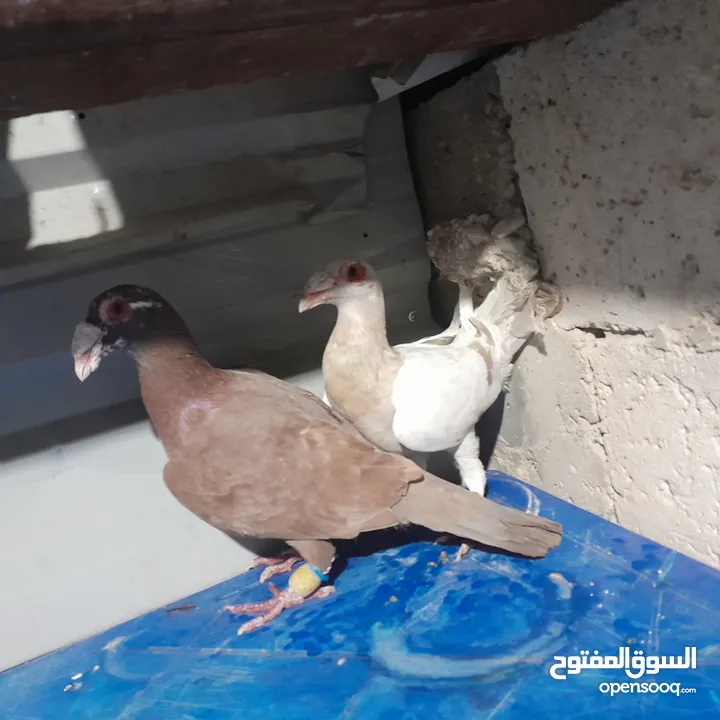 حمام للبيع جواج الجوز 10
