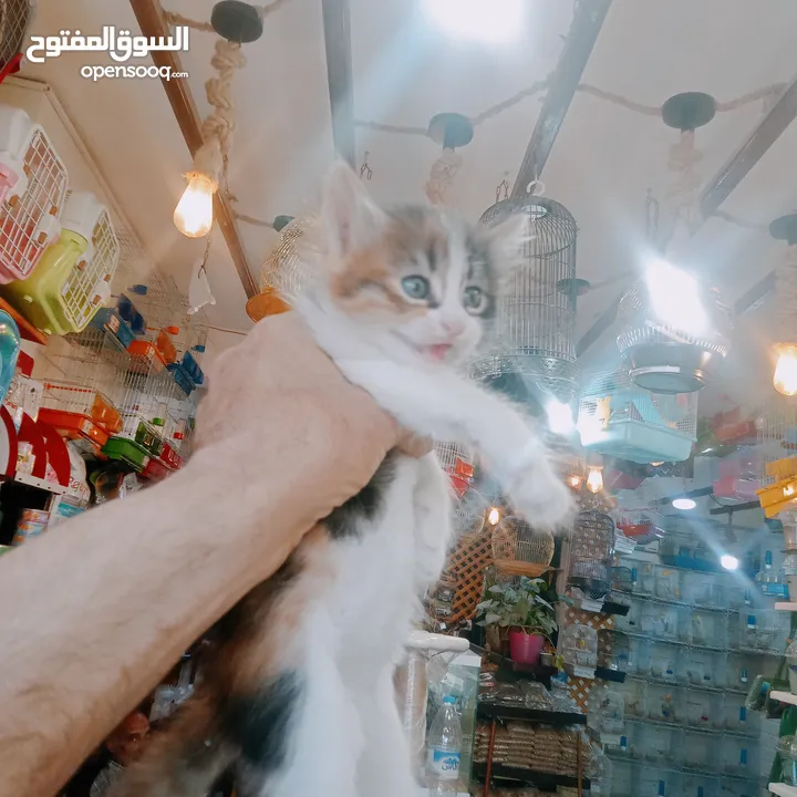 قطط لتبني بشروط