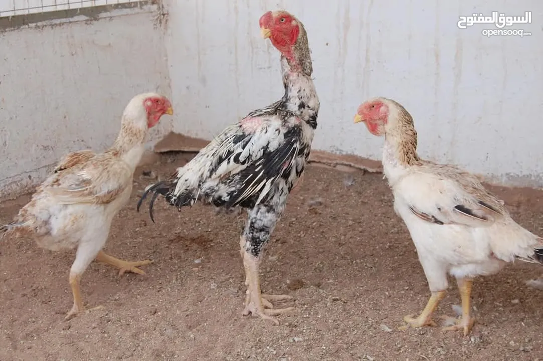 ضيوفنا الكرام  عيشو التجربه عنا بمزرعة وشاليه النور  مكان هادي وخصوصيه عائليه ومناظر طبيعية إلك وللأ