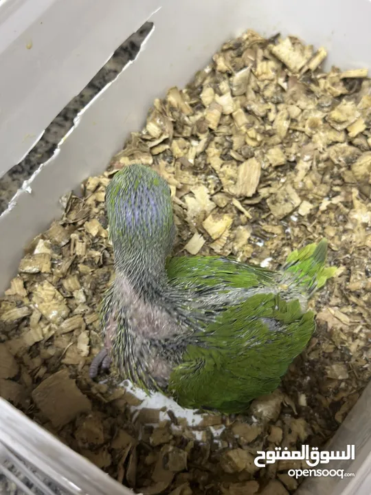 Indian Ring Neck Parrot baby