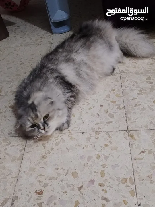عمان القويسمه