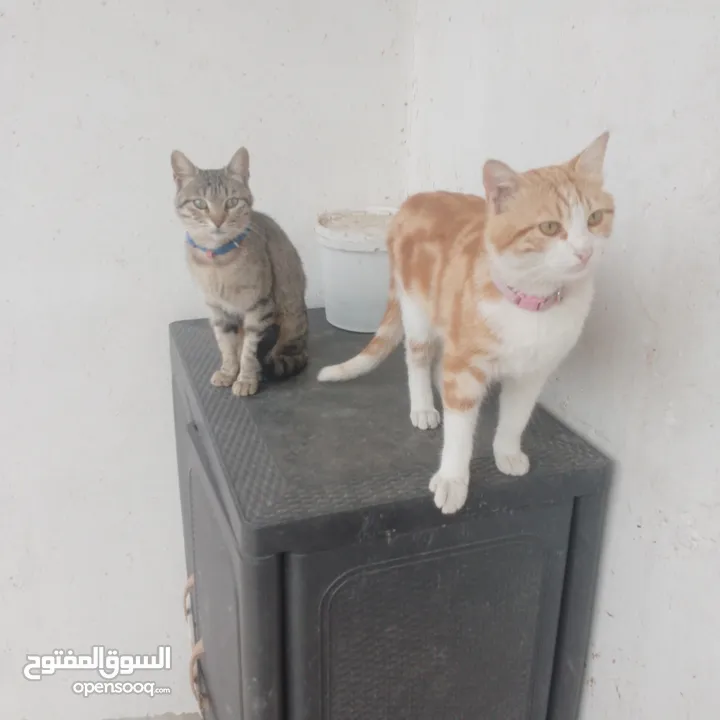 قطط منزليه اليفه تعيش في المنزل