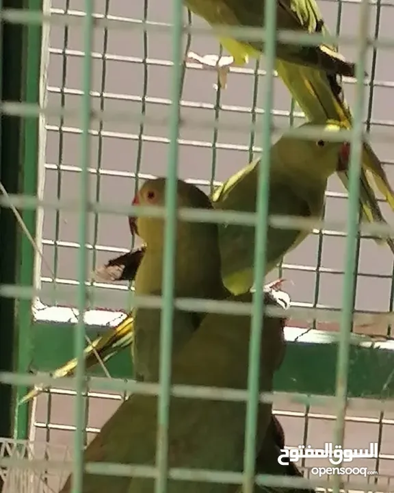 متوات خضران العمر مناسب للتدريب وللتحدث