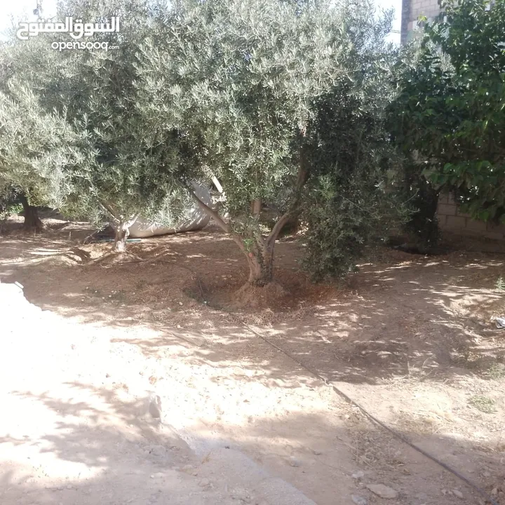 منزل للبيع قصر حلابات غربي قرب مصانع طيبه