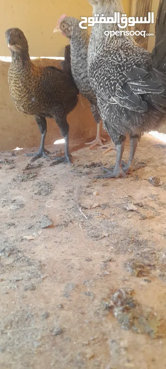 صيصان دجاج بلدي للبيع للبدل على حمام