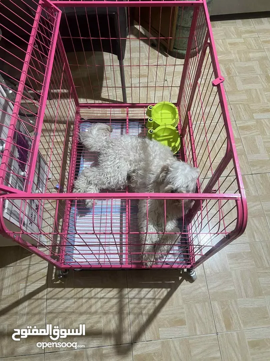 كلب ملتيبو للبيع العمر 8 شهور