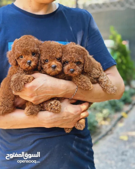 Toy poodle Redbrown best quailty teacup