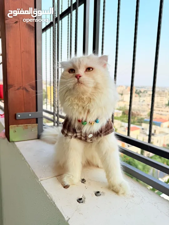 قط سكوتش فولد مميز منزلي اليف وسعره مناسب خالي من اي امراض او مشاكل صحية