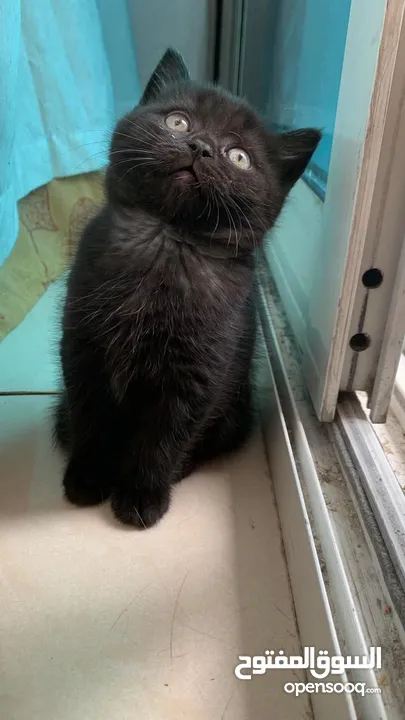 Adorable British Shorthair Kittens Looking for Their Forever Homes – Ready to Join Your Family