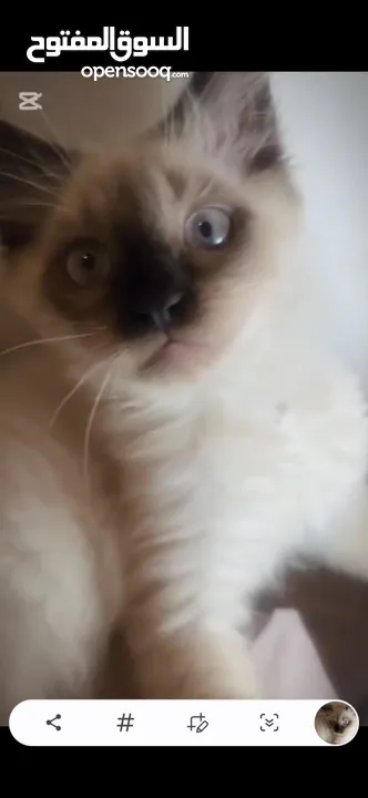 Ragdoll cat  قطط راغدول