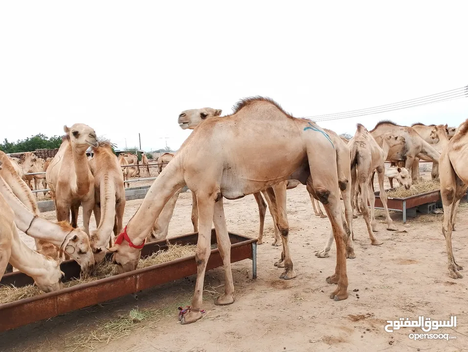 camels Muscat barka