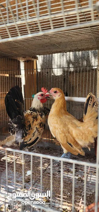 طيور مزرعه زرب الصواوين