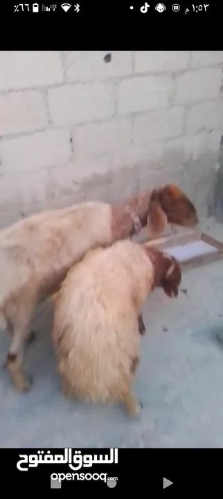 غنم نعجه ولدها عمر ست شهور خروف