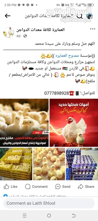 صوص لاحم مزارع   اعلاف ذره صويا شعير وعده محلات الدجاج   كيا فنتيرا موديل 1999ازرق كاش اواقساط