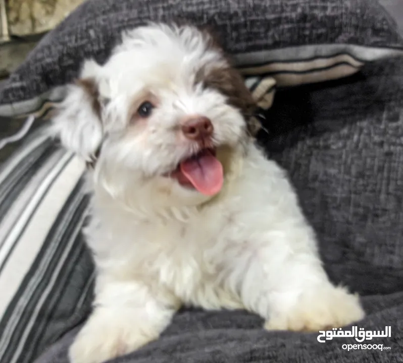 جراوي شيتزو - Shitzu puppies