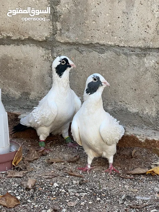 جواز حمام زق برش وبلق