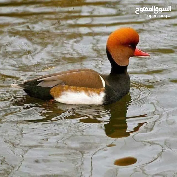 طيور حره مال زينه الفات