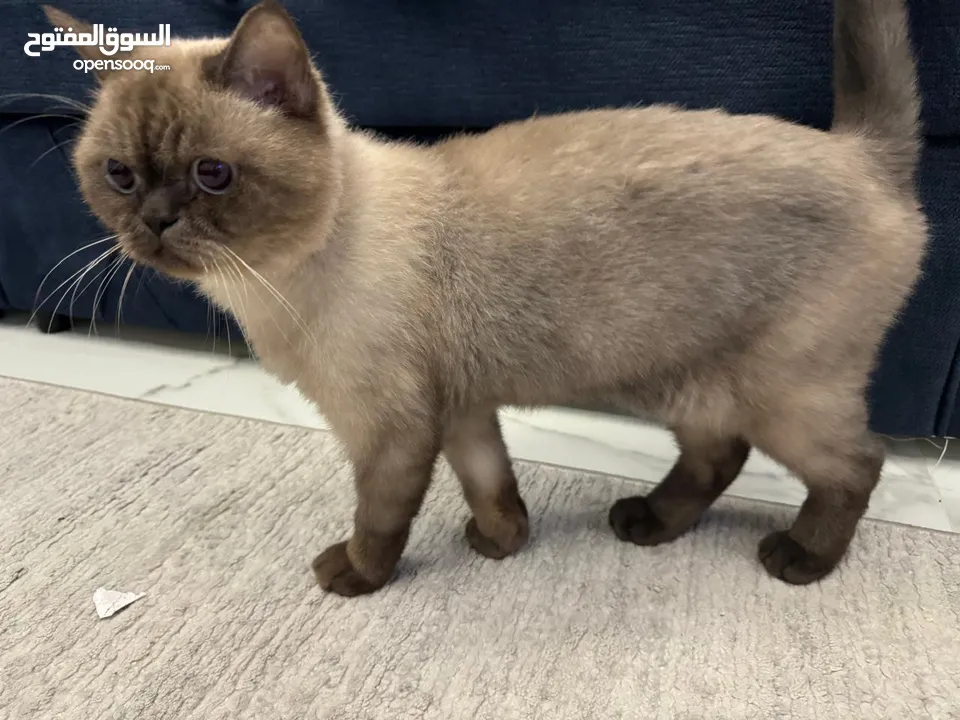 Himalayan cat for adoption